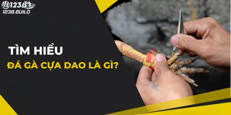 Tìm hiểu về loại hình đá gà cựa dao