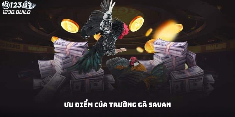 Các ưu điểm nổi bật của trường gà Savan